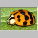 Harmonia axyridis - Asiatischer Marienkaefer 63.jpg